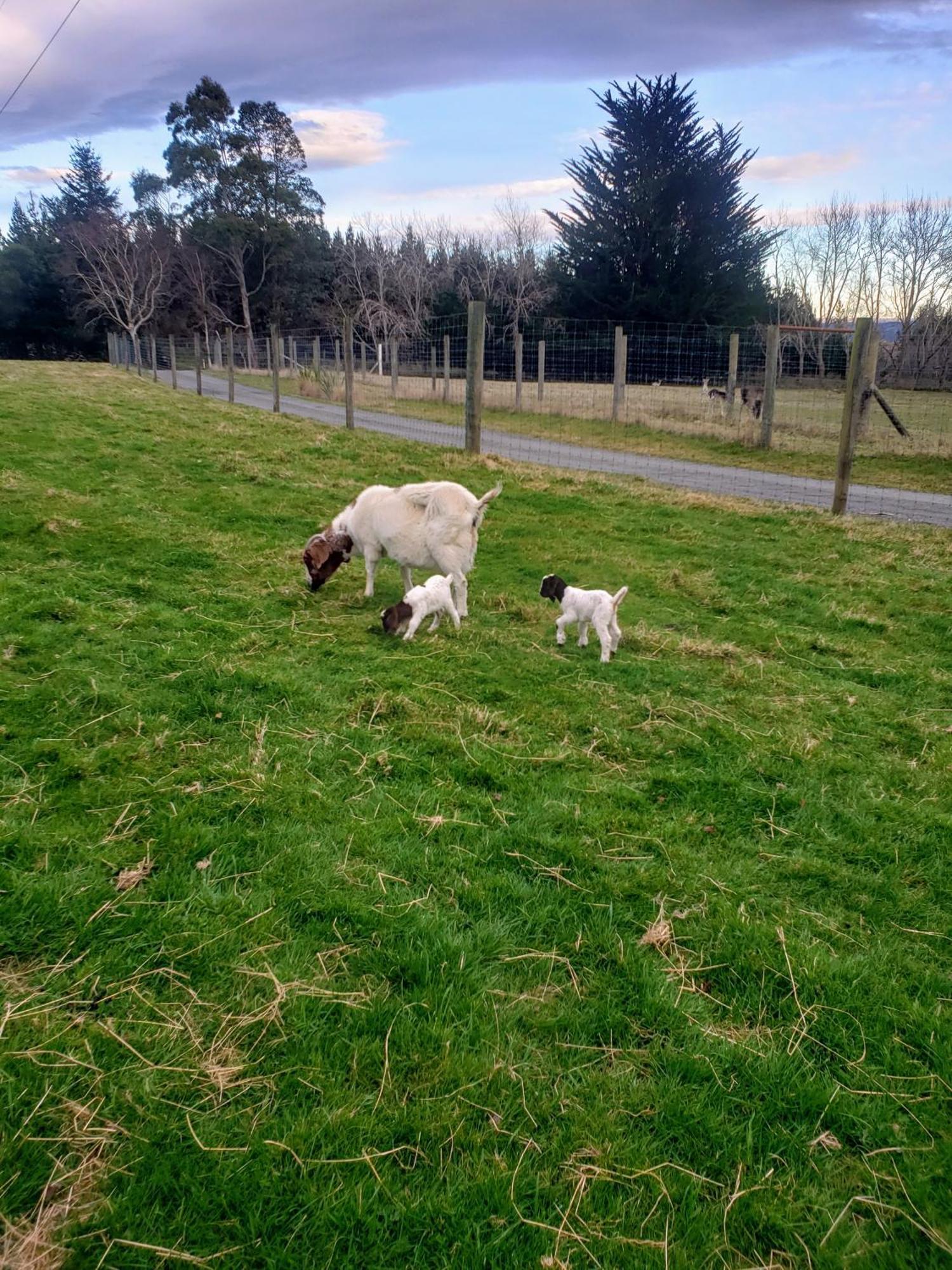 Height Of Dunedin Serviced Farm Stay Exterior photo