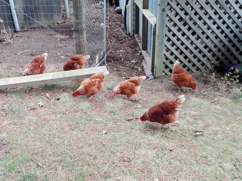 Height Of Dunedin Serviced Farm Stay Exterior photo
